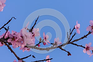 Close up of flowering almond trees. Beautiful almond blossom on the branches over blue sky, at springtime background in Valencia,