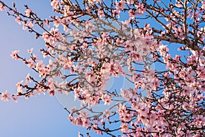 Close up of flowering almond trees. Beautiful almond blossom on the branches. Spring almond tree pink flowers with branch and blue