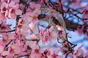 Close up of flowering almond trees. Beautiful almond blossom on the branches, at springtime background. Colorful and natural