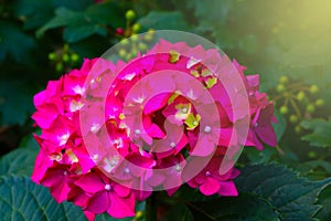 Close-up of a flowering branch of a hydrangea. Posy.