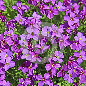 Close up flowering of campanula muralis on stone wal