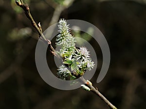 Close-up of flowering catkin on a branch