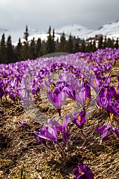 Close up flowering crocus meadow in springtime concept photo