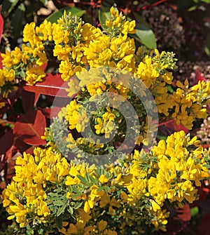 Close-up of the flowering of a Cytisus racemosus