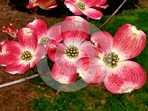 Close up of flowering dogwood blossoms