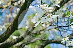 Close-up of Flowering Dogwood Tree in Full Bloom