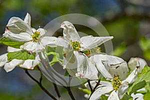 Close-up of a Flowering Dogwood Tree