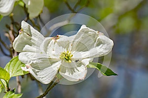 Close-up of a Flowering Dogwood Tree