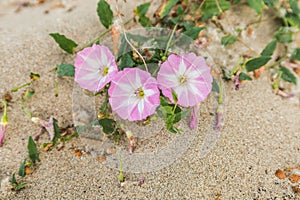 Close-up of flowering Field Bindweed, Convolvulus arvensis, on the river bank along the river Waal