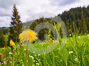 Close up flowering fluffy yellow dandelion on the field. Wonderful spring scene background, blooming meadows and green grass near