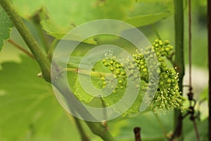 close-up of flowering grape vine, grapes bloom in summer day