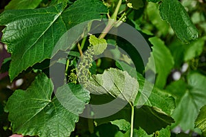 Close-up of flowering grape vines, grapes bloom