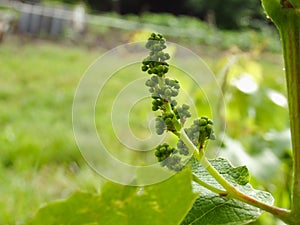 Close-up of flowering grape vines, grapes bloom. Green ovaries of flowering grapes in the garden