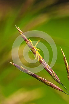 Close-up of Flowering Grass in a Prairie Meadow