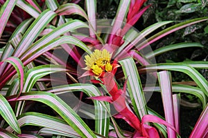 Close Up of a Flowering Guzmania Sir Albert Bromeliad with pink and green variegated leaves