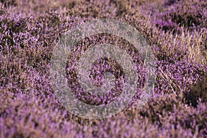 Close up of flowering Heather