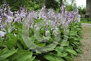 Close up of a flowering Hosta sieboldiana 'Elegans'.