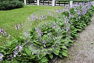 Close up of a flowering Hosta sieboldiana 'Elegans'.