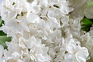 Close-up of flowering lilac. Beautiful white lilac flowers, spring background