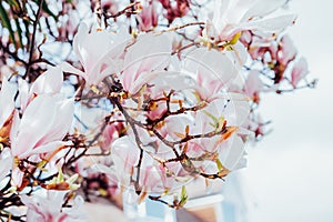 Close up flowering magnolia tree densely covered with beautiful fresh white and pink flowers in spring. Bright day