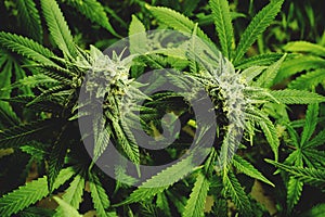 Close Up Flowering Marijuana Buds on Cannabis Plants with Flat Vintage Filter