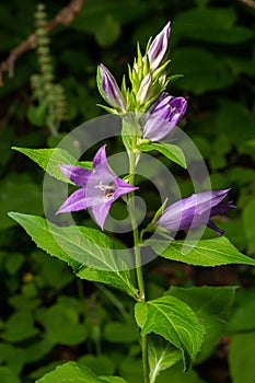 Close-up of flowering nettle-leaved bellflower on dark blurry natural background. Campanula trachelium. Beautiful detail of hairy