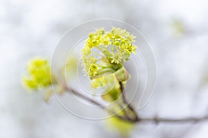 Close-up of flowering Norway maple (Acer platanoides).