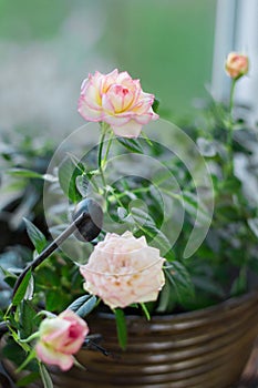 Close-up: flowering pink white roses flowers