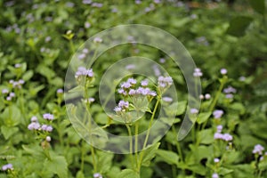 Close-up of flowering plant in nature.