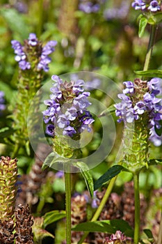 Close-up of flowering prunella vulgaris or common seal-heal in garden