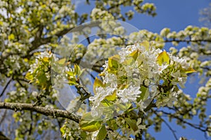 Close-up of flowering Pyrus pyrifolia branches. Common names Apple Pear Asian Pear Chinese Pear