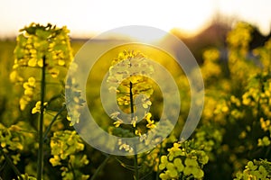 Close up flowering rapeseed canola or colza in latin Brassica Napus, plant for green energy and oil industry, rape seed on sunset