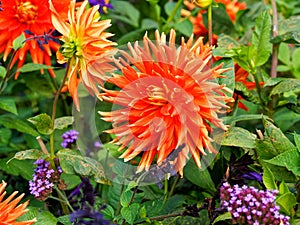 Semi-Cactus dahlia Vulkan orange bloom in colorful garden