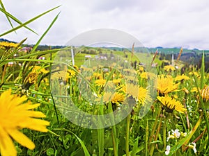 Close up flowering yellow dandelion field on the Carpathians hills. Wonderful spring scene, blooming green grass meadow