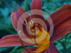 Close up flowers