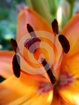 Close up flowers