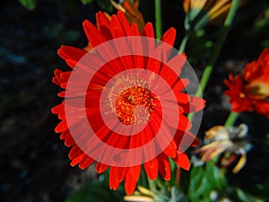 Close up flowers