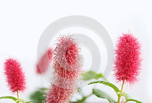 Close-up of Flowers, Acalypha Hispida with drops dew on selected focus. Acalypha hispida,