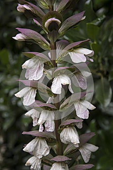 Close up of the flowers of Acanthus mollis