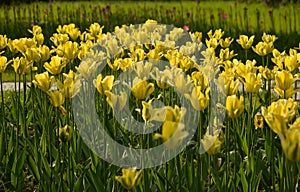 Close up flowers background. Amazing view of colorful yellow tulip flowering in the garden and green grass landscape at