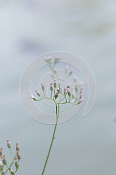 Close up flowers background