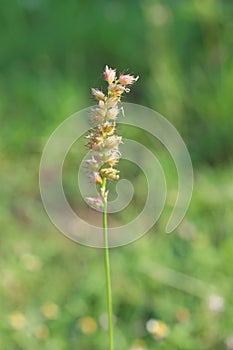 Close-up of flowers, beautiful colors in the middle of the natural forest, blurred background, vintage green forest