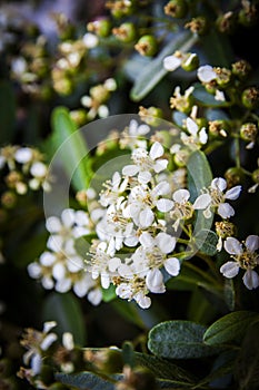 Close up flowers blooming