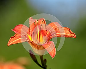 Close-up of flowers of blooming Day-lily Hemerocallis flower, H