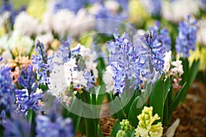 Close-up Flowers blooming in Garden.