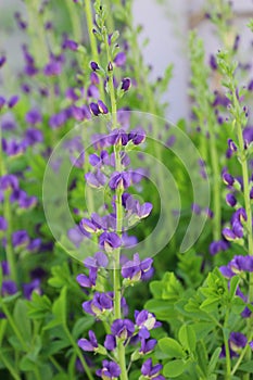 Close up of flowers and buds of a False Blue Indigo