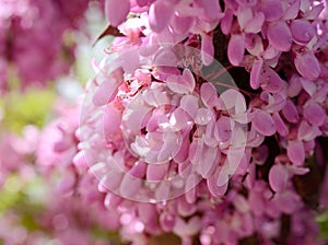 Close-up flowers of Cercis siliquastrum at Crimeas parks