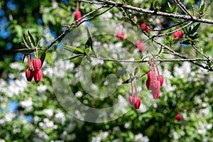 Chilean lantern tree (crinodendron hookerianum