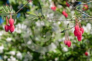 Chilean lantern tree (crinodendron hookerianum