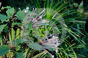 Clerodendrum quadriloculare photo